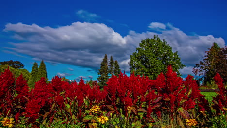 celosia dragon's breath bright red blooms and trees background under cloudy blue sky