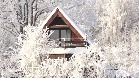 Nieve-En-Las-Ramas-De-Los-Arboles