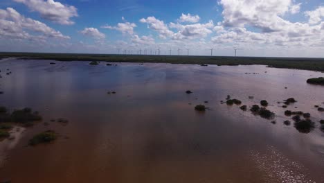 mongrove de yucatán, sur de méxico