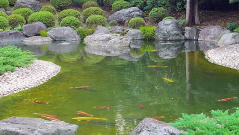 koi fish ponds are very common in the green spaces of japan, this small pond is in a buddhist temple in tokyo