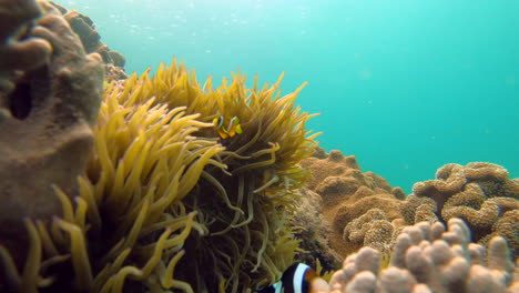 fotografía fija de un paisaje marino submarino