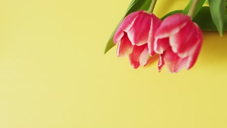 Video-of-two-pink-tulip-flowers-on-a-yellow-surface