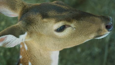 4k cinematográfico en cámara lenta de la naturaleza de la vida silvestre imágenes de un ciervo manchado de cerca en el medio de la jungla en las montañas de phuket, tailandia en un día soleado
