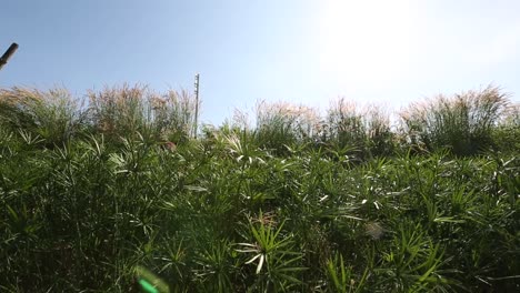 papyrus plants
in udonthani province, thailand