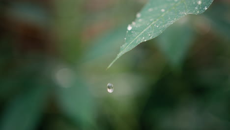 Gota-De-Agua-Cayendo-De-Hoja-Verde-Fresca-En-Cámara-Lenta