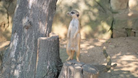 A Curious Meerkat Stands on a Stump Playfully Surveying Its Lush Surroundings. In captivating wildlife footage, a curious meerkat stands on a tree stump, surveying its lush woodland surroundings and showcasing its playful nature