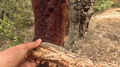 beautiful view on the plantation of cork oak trees with freshly crumbled bark after harvest