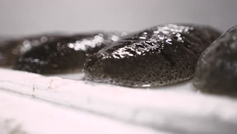 pepino de mar sobre un fondo blanco