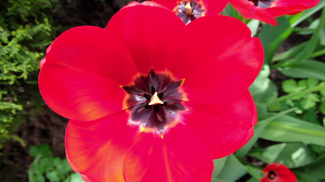 Close up of a red tulip in a garden