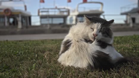 Schwarz-weiße-Katze-Kratzt,-Putzt,-Spielt-Zeitlupe-4k-Uhd