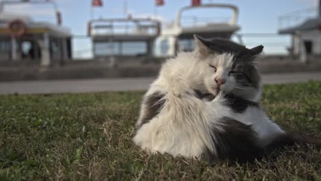 gato blanco y negro rascando, limpiando, jugando a la cámara lenta 4k uhd