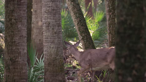 female deer walks from behind palm tree and through frame.