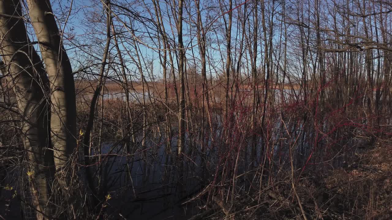 Wide panning shot of early spring in a grove of trees in the wetlands at Tommy Thompson Park