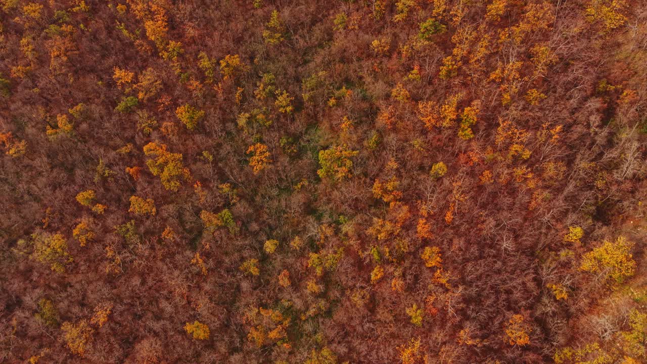 Autumn colors cover the forest landscape in Bulgaria from above