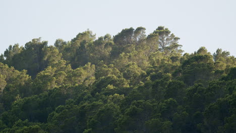 Madera-De-Roble-Que-Crece-En-La-Colina