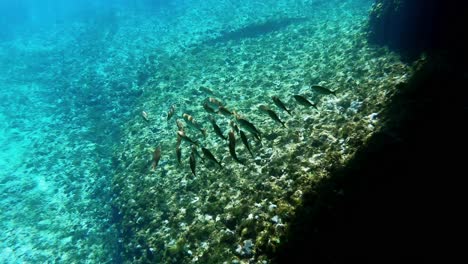 underwater view of a small mediterranean shoal of fish swimming in clear water in vis island, adriatic sea, croatia