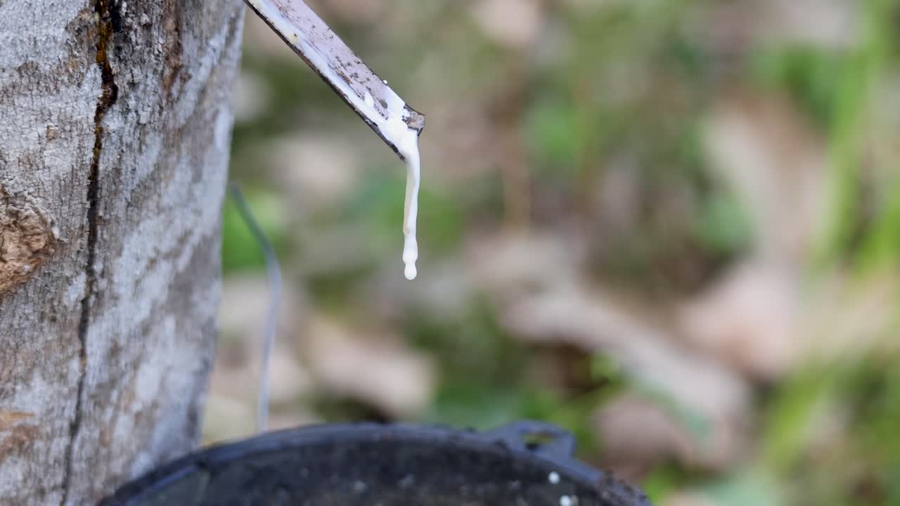 Close-up of liquid latex slowly dripping from a tapped rubber tree into a collection cup, outdoors in natural daylight with a shallow depth of field