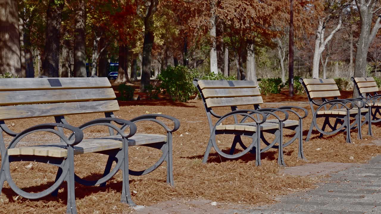 A symmetrical view of wooden park benches lined up along a walking path covered in fallen leaves, flanked by tall Metasequoia trees in Mizumoto Park, Tokyo