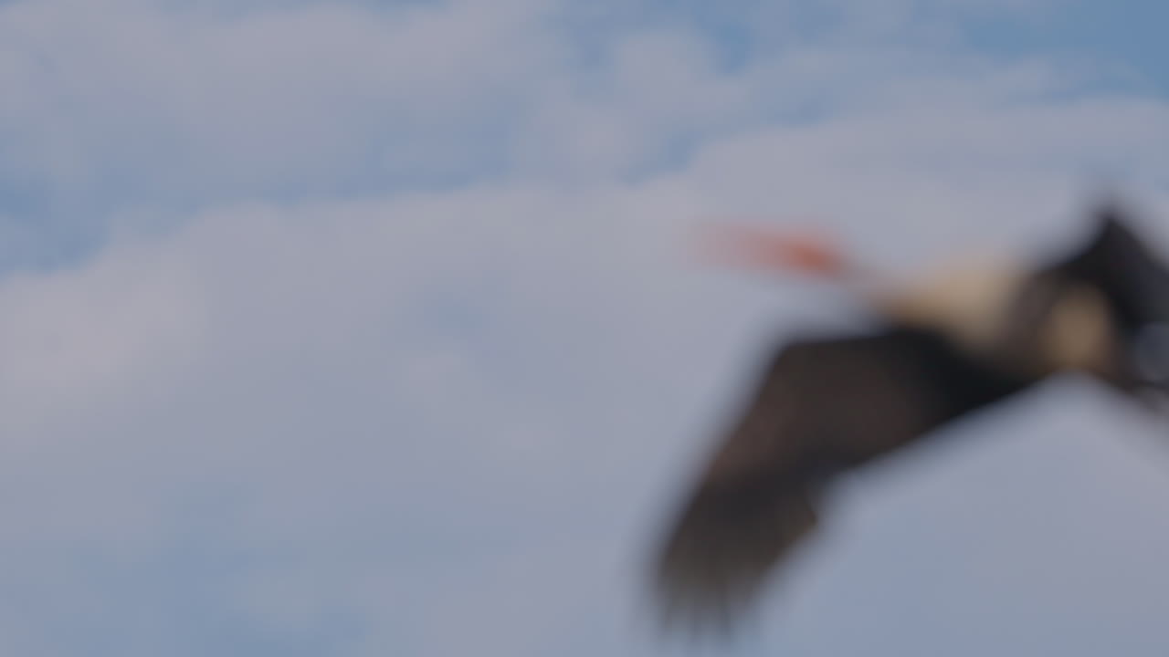 Close up shot of a painted stork flying in the sky during daytime in keoladeo bird sanctuary, cloudscape, ecosystem, India.