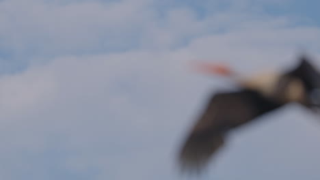 close up shot of a painted stork flying in the sky during daytime in keoladeo bird sanctuary, cloudscape, ecosystem, india.