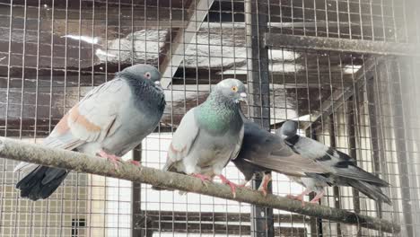 Pigeons-Perched-Inside-Cage-At-Farm