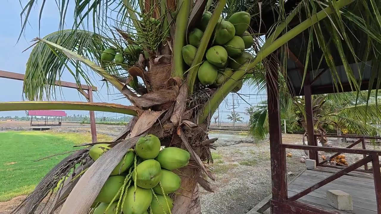 A coconut tree grows along an irrigation canal in a scenic paddy field. It is heavily loaded with fresh green coconuts. The tranquil landscape showcases a beautiful rural agricultural scene.