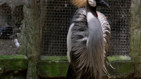 pecking and preening its feathers to clean itself, an african crowned crane, balearica regulorum is caged inside a zoo in bangkok, thailand