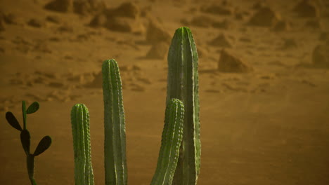 cacti thrive in desert environment under warm sun and clear sky
