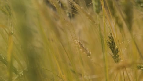 wheat field close up, straws swaying in the wind, camera moving among wheat ears, slow motion