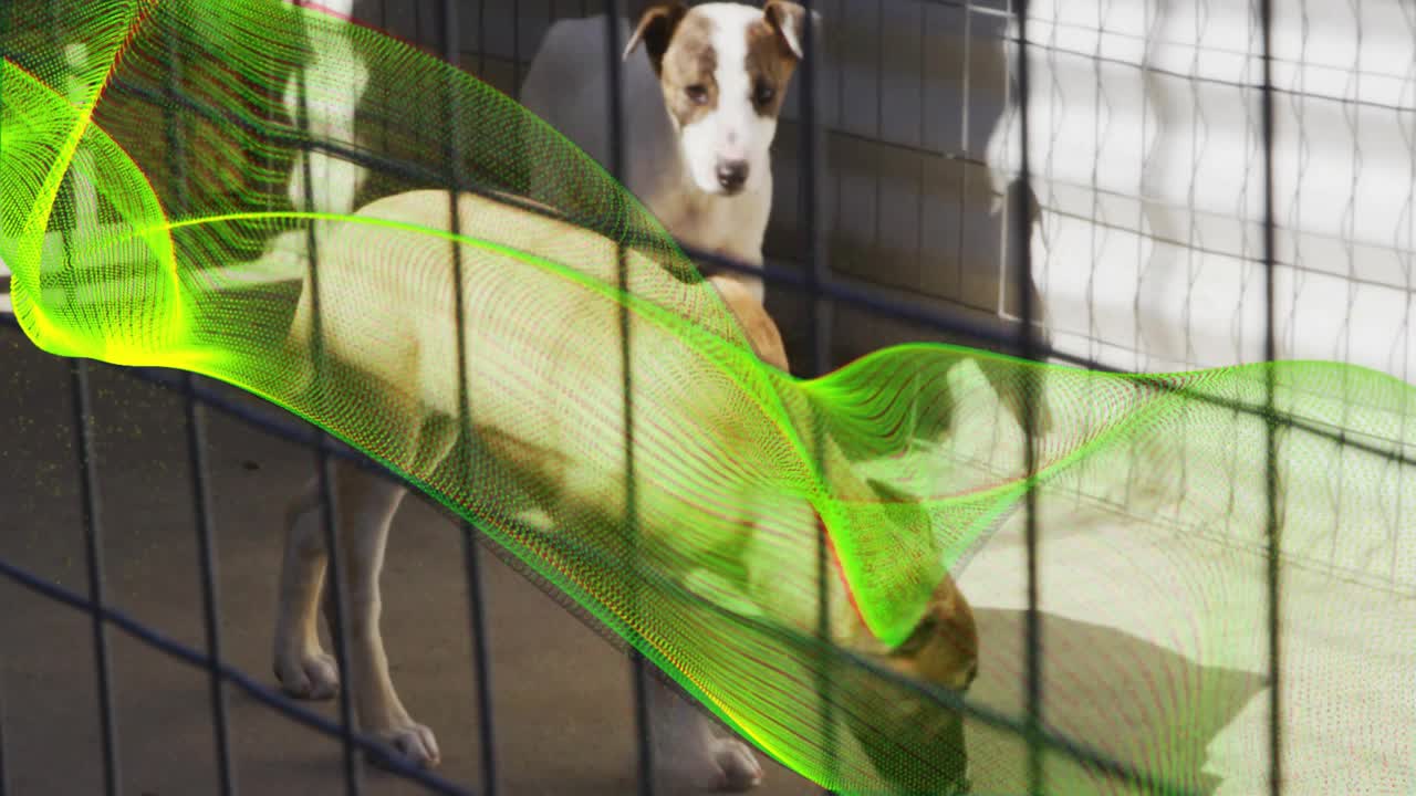 Sunlight casting pen shadows signaling scent change, tan dog sniffing floor while puppy following