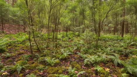escena de un bosque exuberante