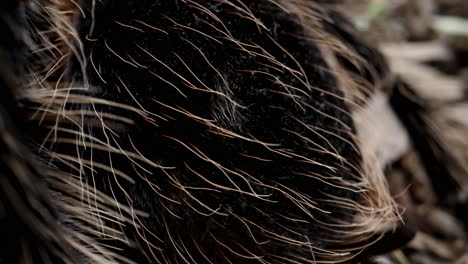 close up macro tarantula hairs - close up arachnid