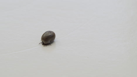 tick sucked full of blood moving towards the camera on white, isoltated background