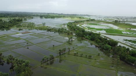 as a result of heavy rains, various fields of west bengal along the banks of the ganges were submerged