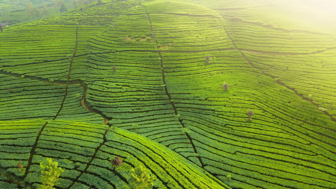Aerial view of green fields with tea plantation on the mountain slope in the morning with sunlight come the corner of video frame