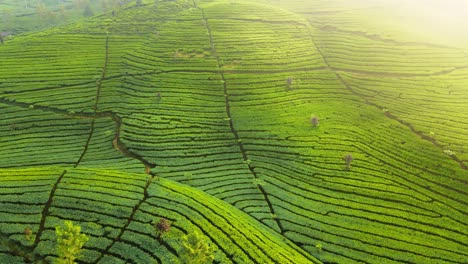 aerial view of green fields with tea plantation on the mountain slope in the morning with sunlight come the corner of video frame