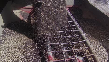 Unloading-canola-into-an-auger