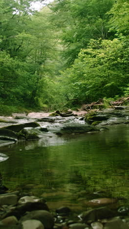 serene forest creek