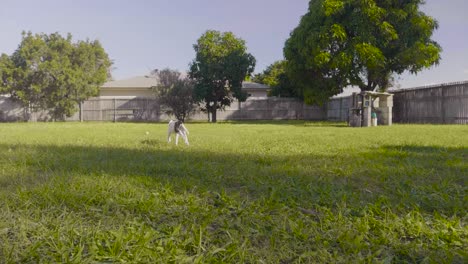 Puppy-Bull-arab-relaxing-on-yard