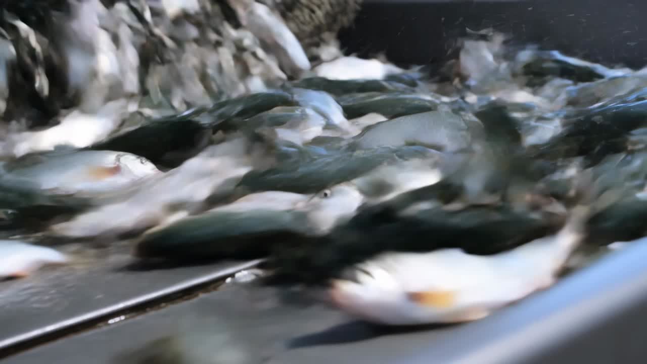 Ein gewebtes Netz kippt silbrig-grüne Fische auf ein nasses Metalldeck zum Sortieren, die Fische zappeln.