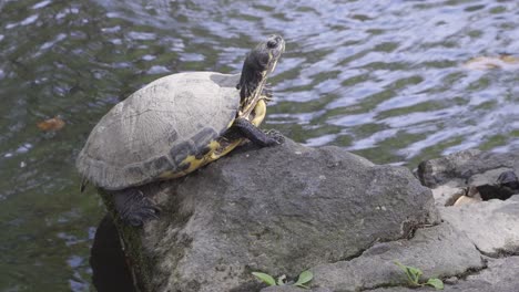 close up of curious turtle basking on rock against busy pond with moving water behind her