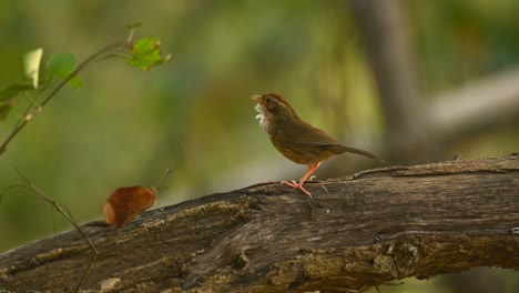 Charlatán-De-Garganta-Hinchada,-Pellorneum-Ruficeps,-Imágenes-En-4k,-Santuario-De-Vida-Silvestre-Huai-Kha-Kaeng