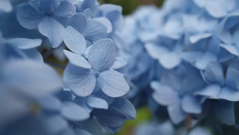 pétalos de flores azules de la planta de hortensias, de cerca