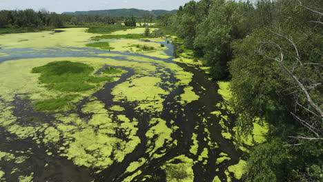 wetlands with green algae in trempealeau national wildlife refuge in wisconsin, usa - drone shot