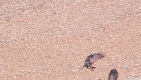 neotropic cormorant flying in from the sea and joining its flock resting on the sandy beach