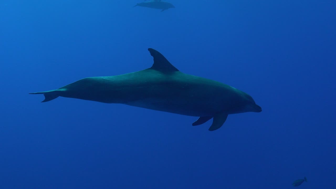 delfín pasando cerca delante de la cámara en el océano azul de la polinesia francesa