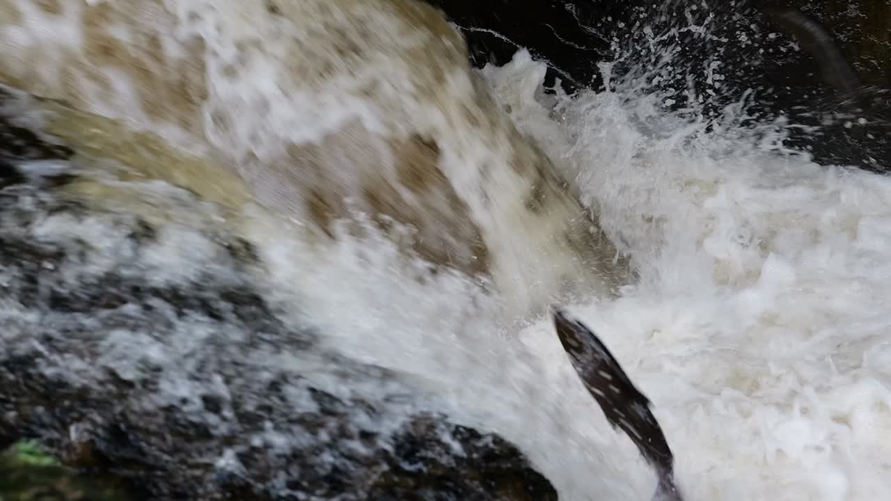 Salmon Jumping Waterfall