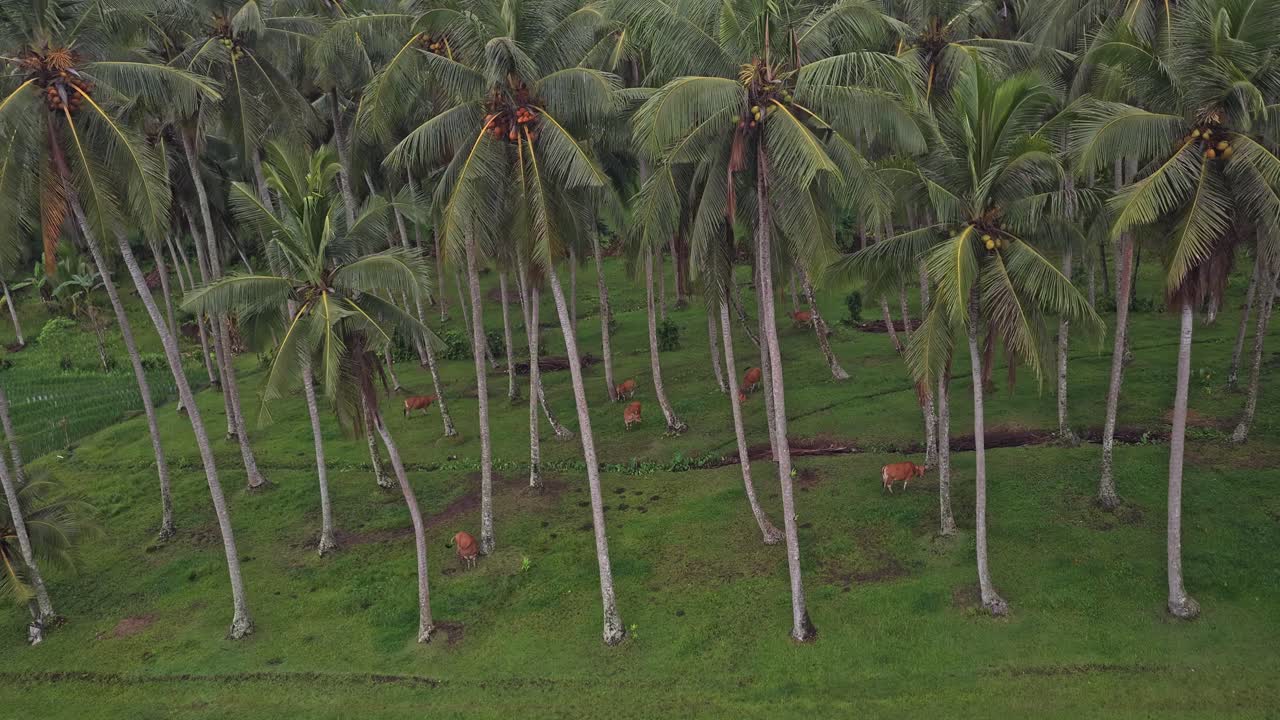 Aerial view of bali coconut palm tree plantation and rice terraces