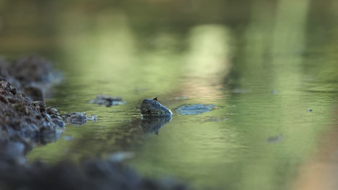 Medium closeup of a hinged terrapin swimming in the pond with only the head being visible, Greater Kruger