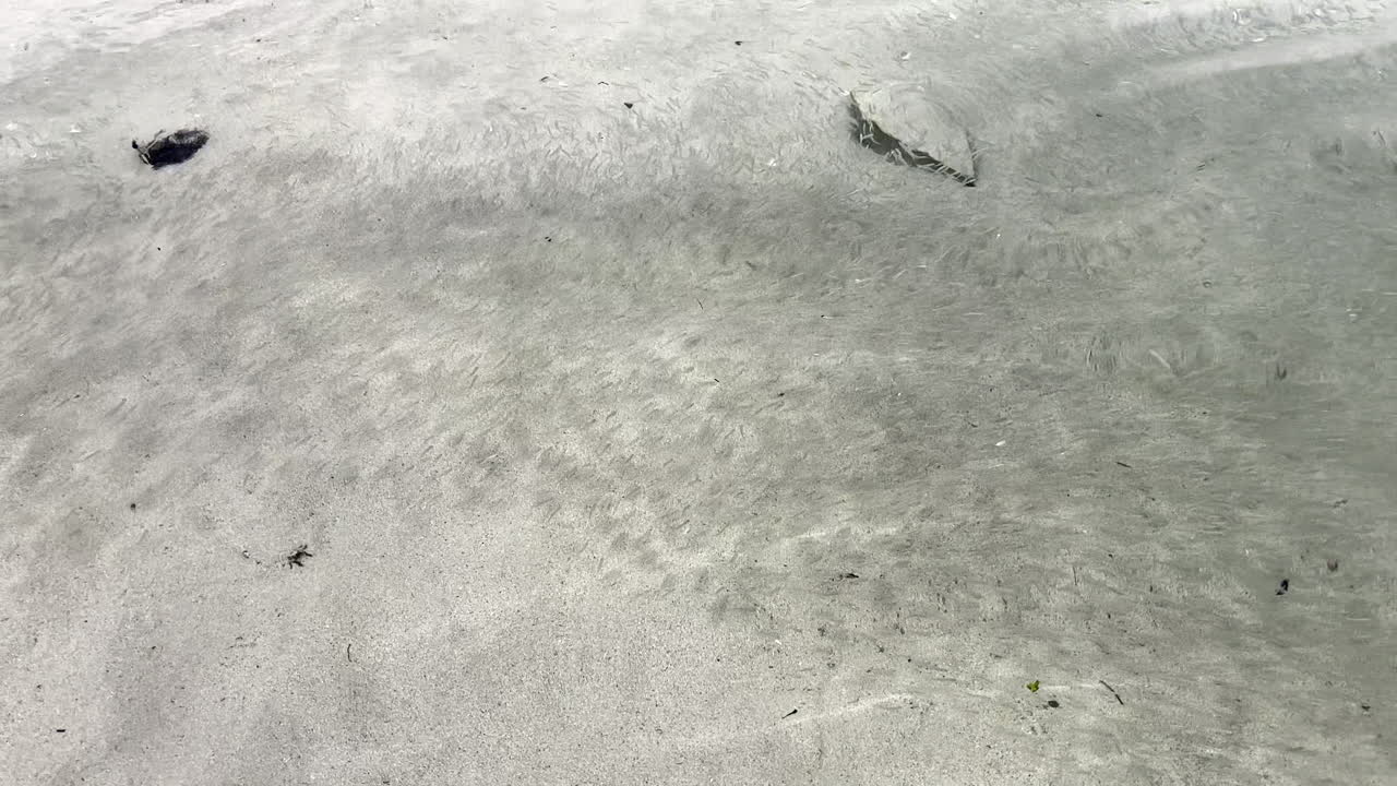 Fingerlings schooling en masse in shallows of ocean lagoon, marine ecosystem